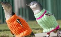 Two penguins in orange and green sweaters