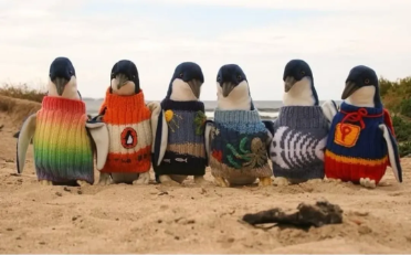 Six penguins in colorful sweaters on the beach