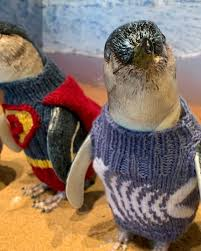 Two penguins - one in superman sweater, one in striped