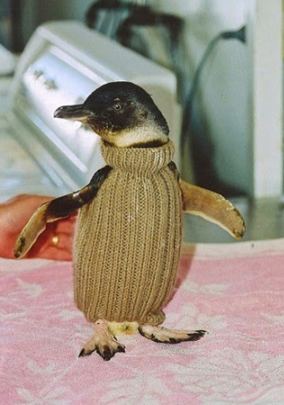 Penguin in beige knitted sweater
