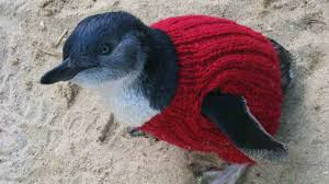 Penguin in red knitted sweater