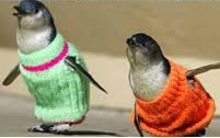 Two penguins in green and orange sweaters
