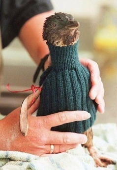 Penguin in dark teal sweater being held